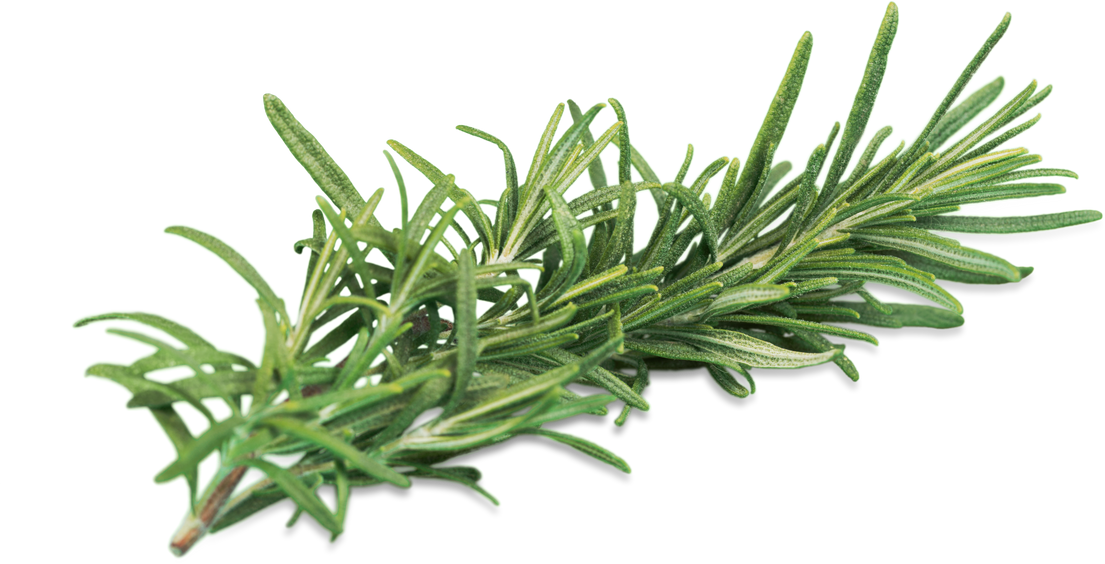 Rosemary Herb Sprig Isolated