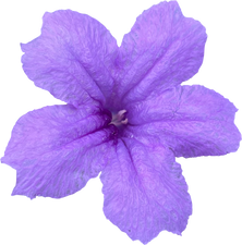 Ruellia purple flowers