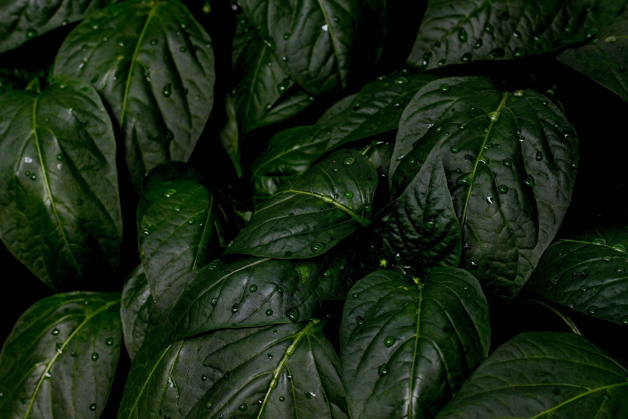 Green Leafed Plant