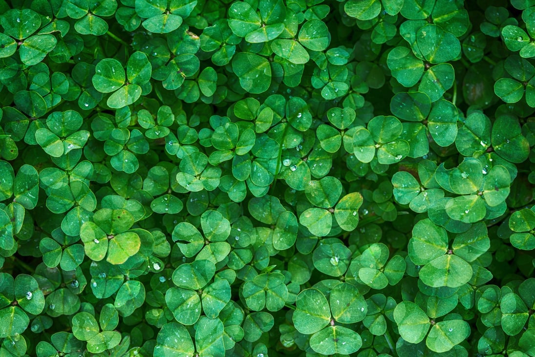 Clover Plant Background