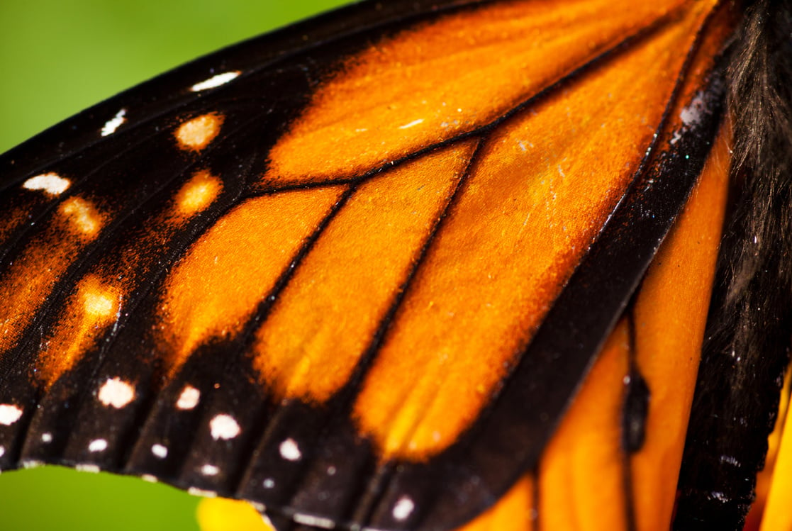 Monarch Butterfly wing