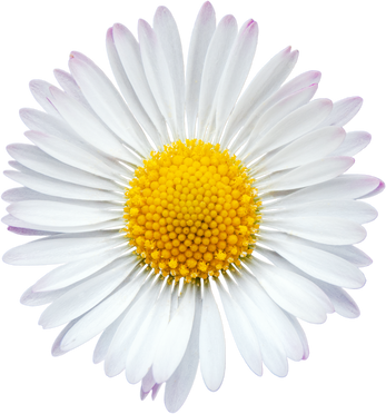 Common Daisy Blossom Cutout