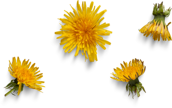 Dandelion flowers